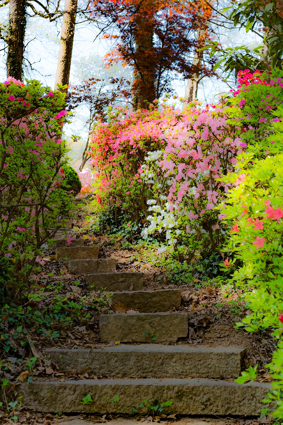 Azaleas 11