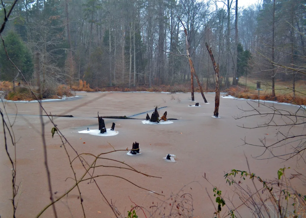 Icy Pond