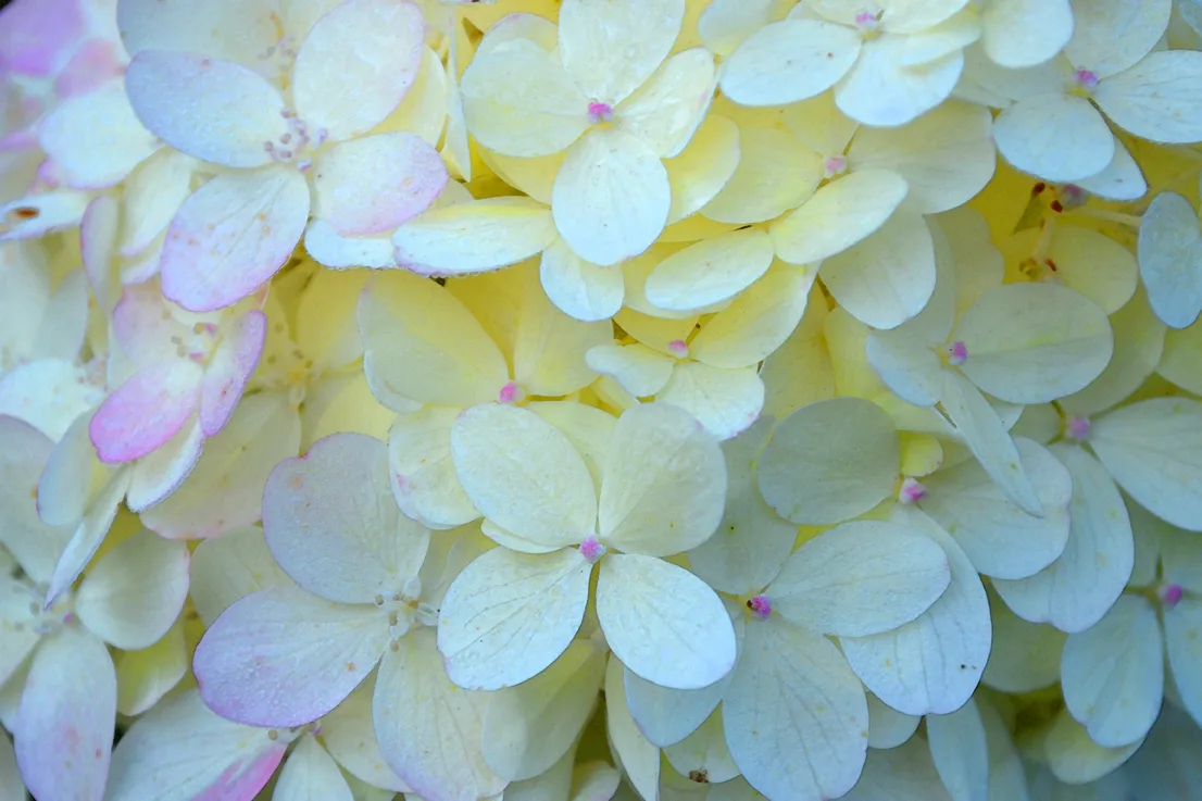 Hydrangea