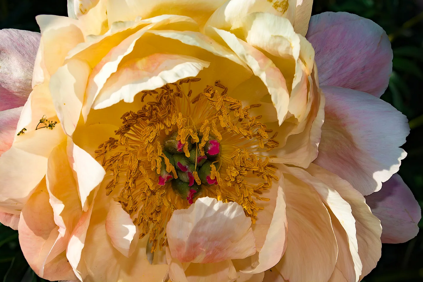 Peony 3