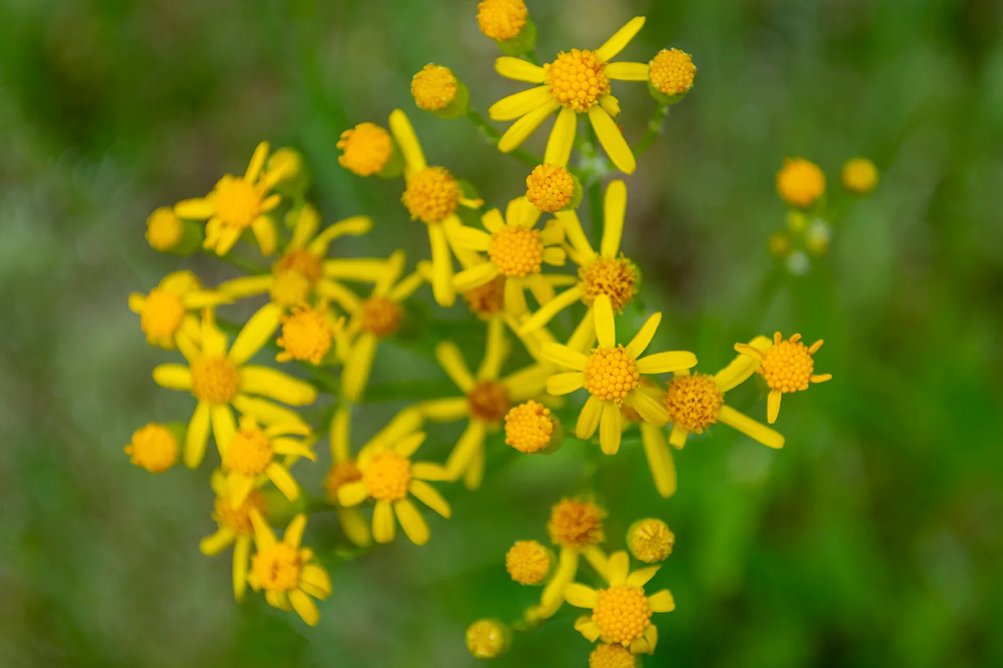 Yellowdaisy 3