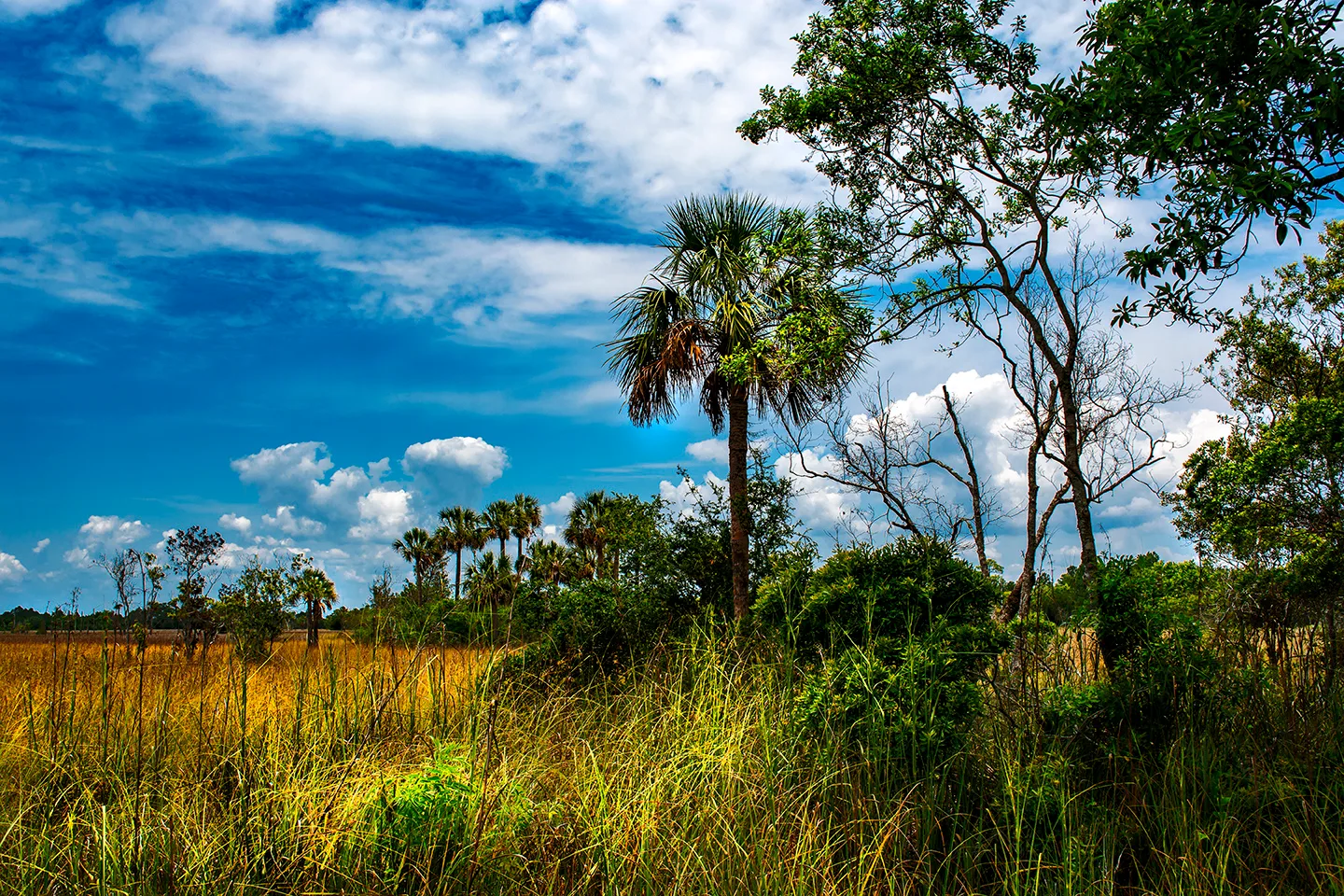 Cedarkey 12
