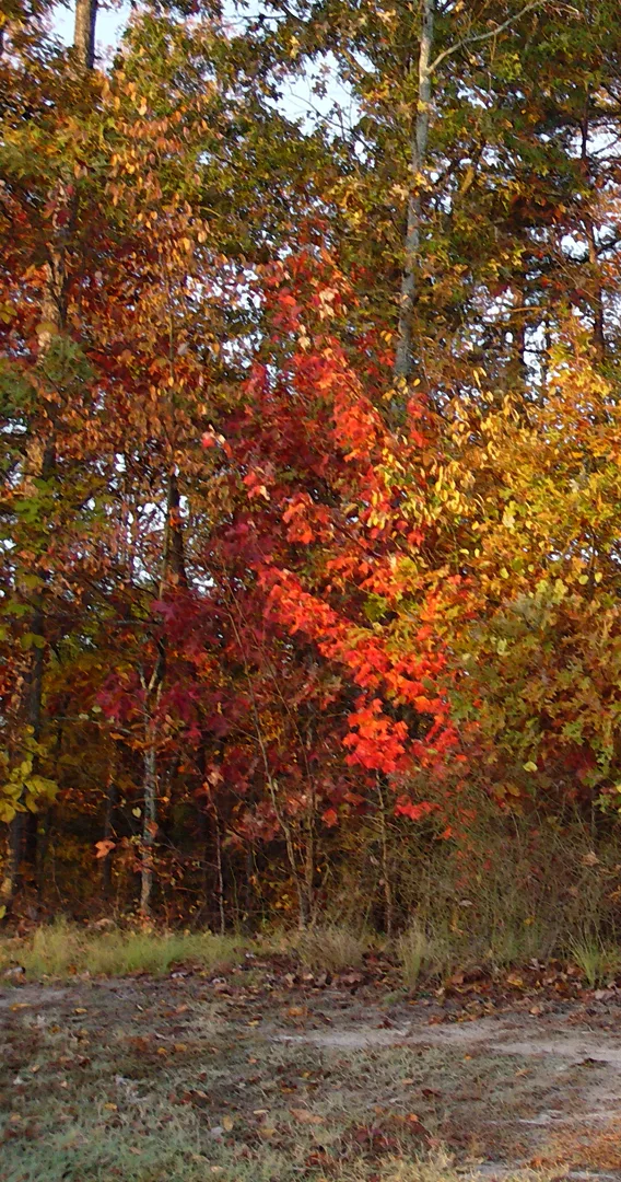 Autumn Trees