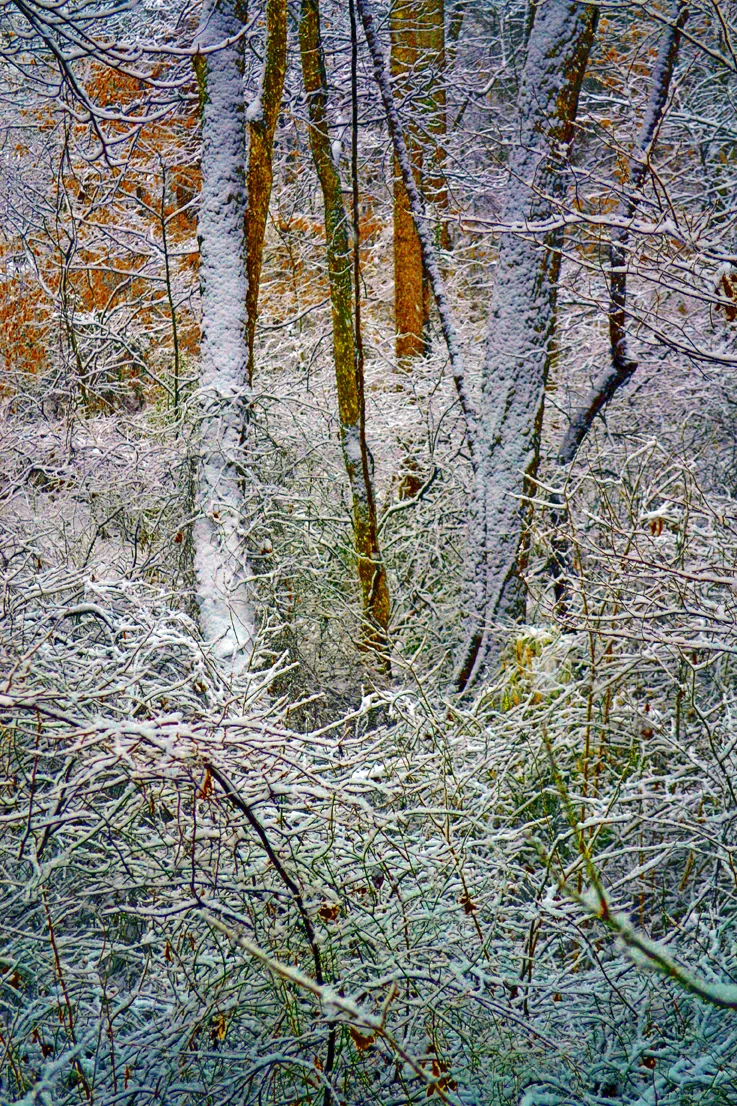 Color In The Woods