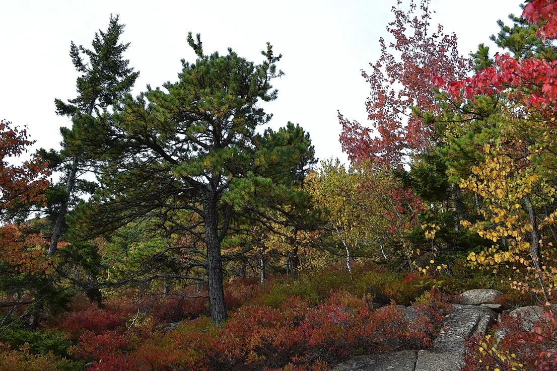 Acadia Trees Fall 1-12