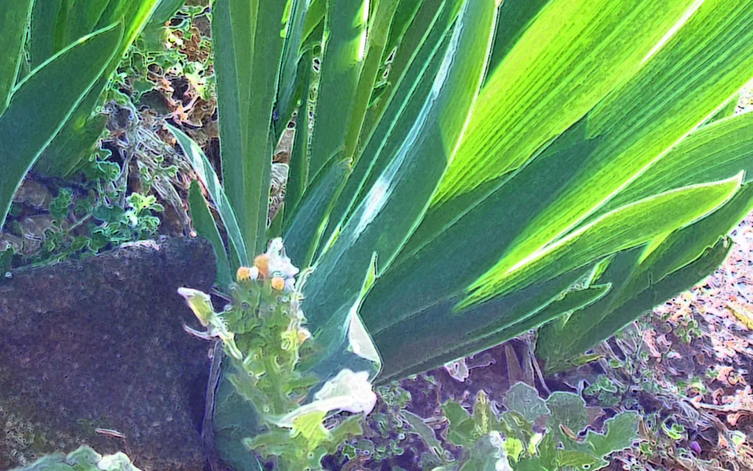Iris