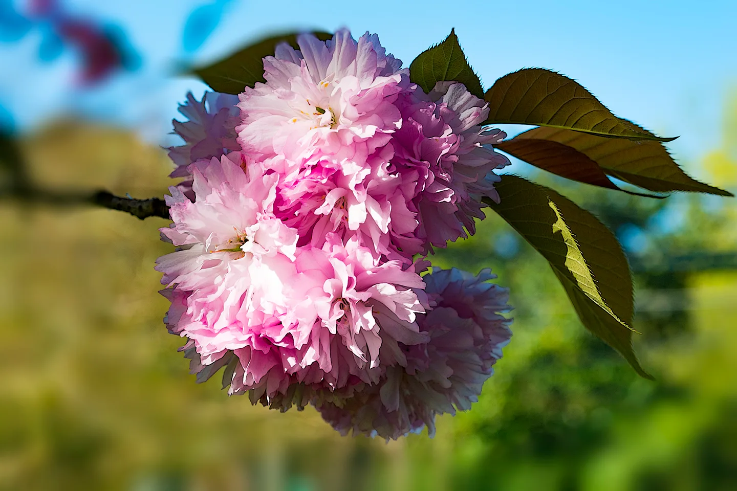 Pinkflower