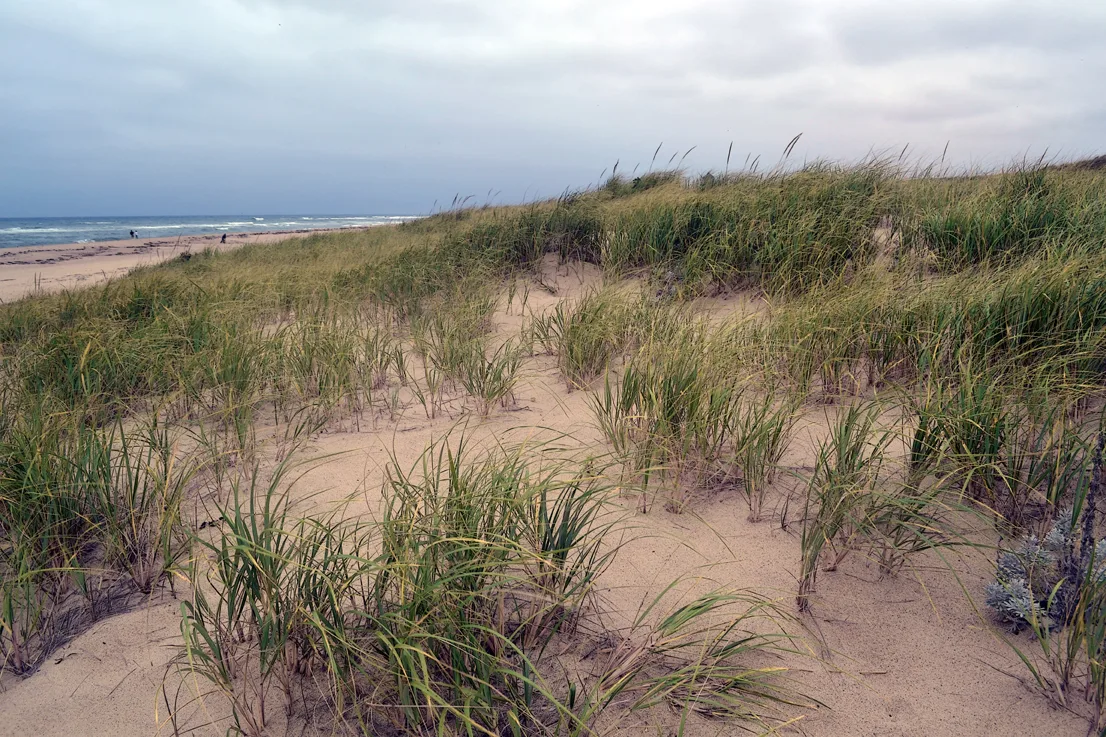 Cape Cod 8
