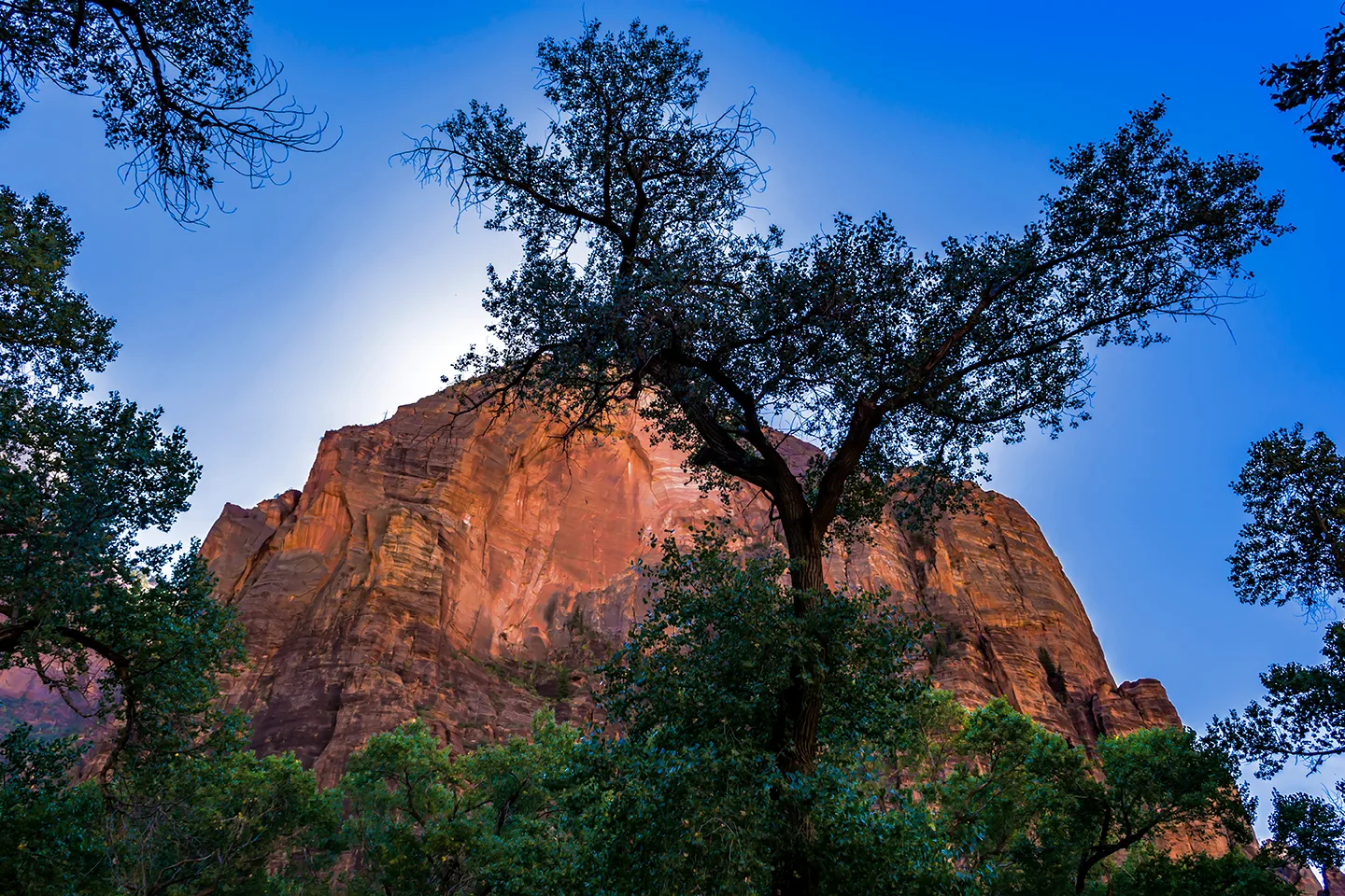 Zion 45