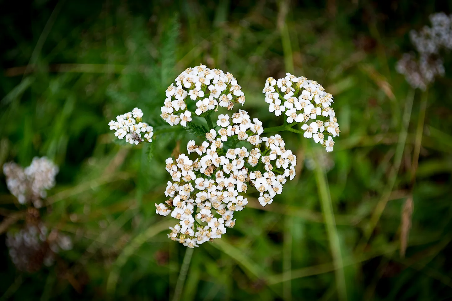 Troutriverarea 3