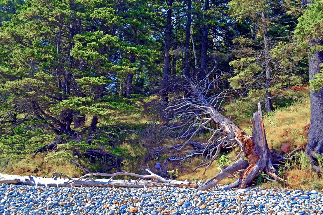 Acadia Shore 12
