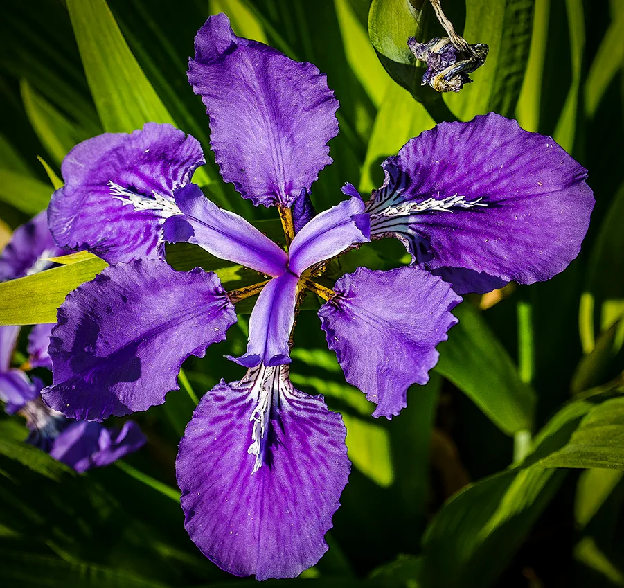 Iris 5