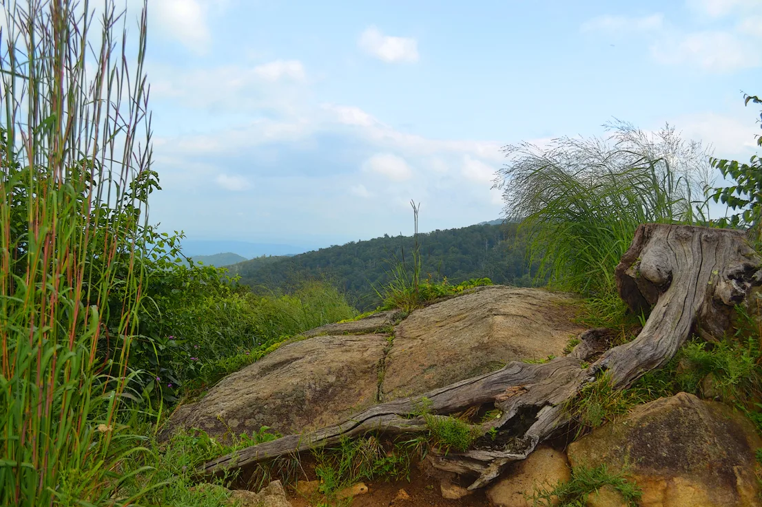 Stump