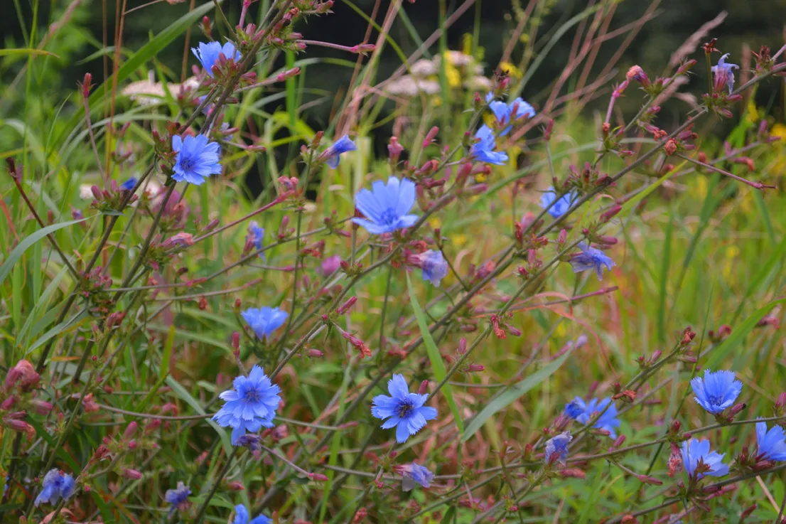 Blue And Pink