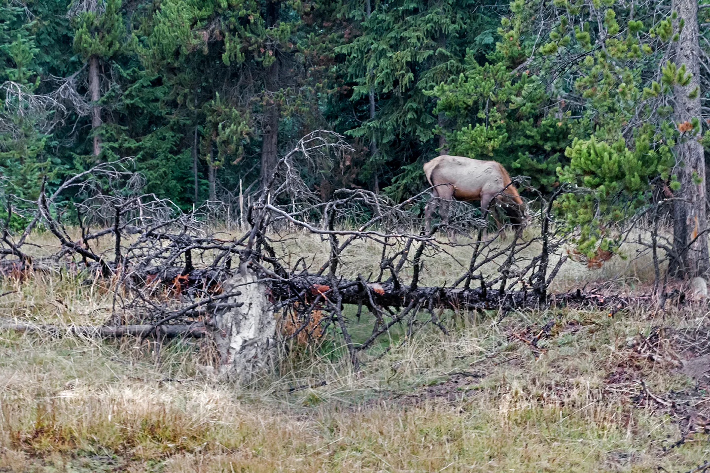 Yellowstone 31