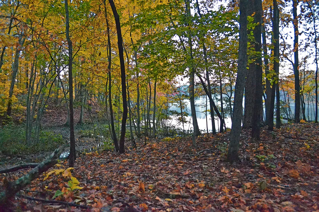 Through The Trees 2