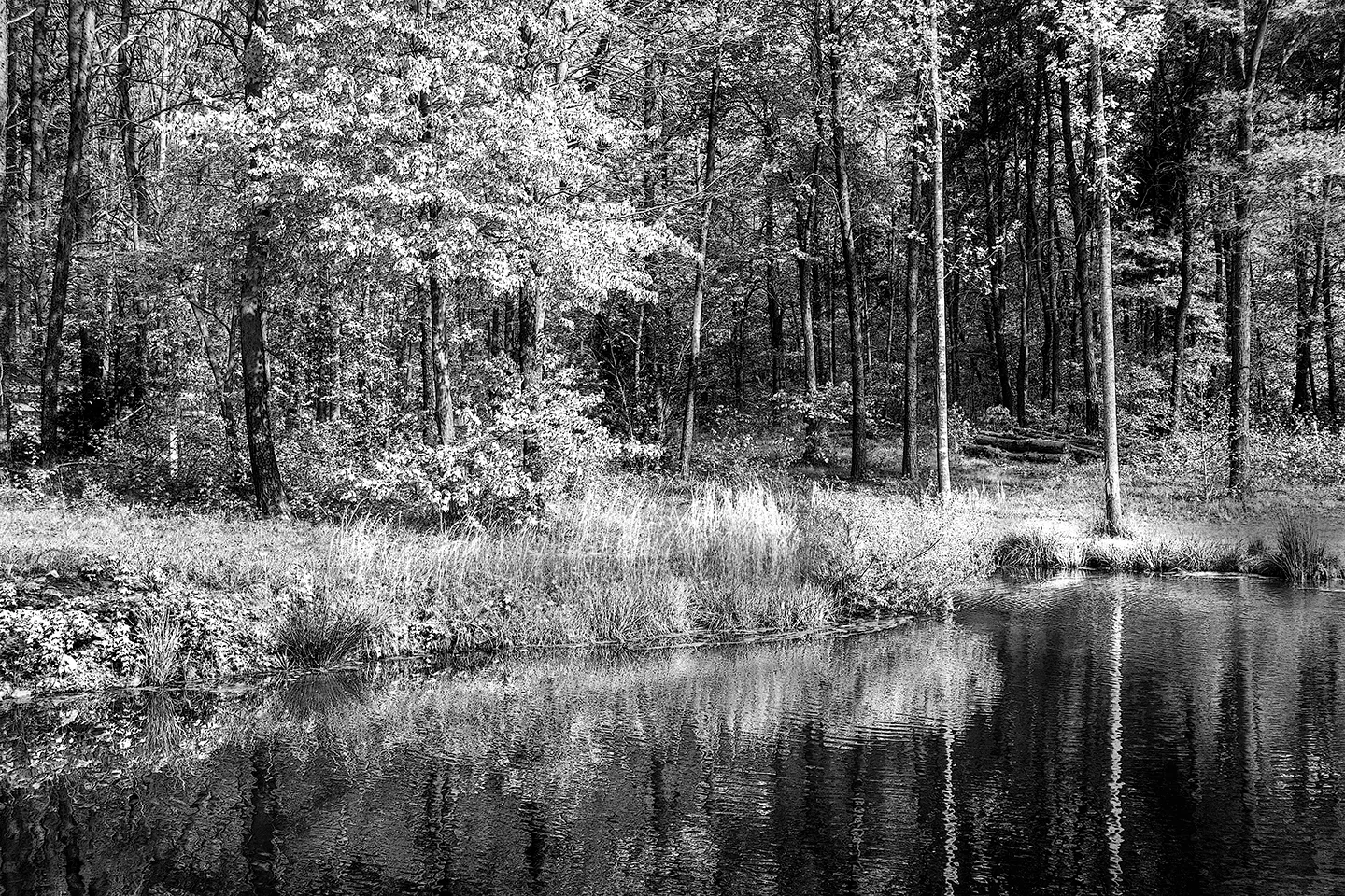 Chandelle 3 B&W