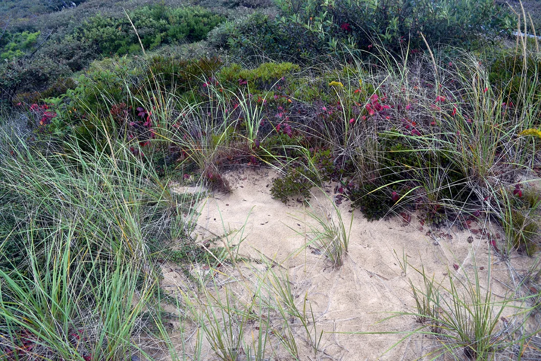 Cape Cod 2