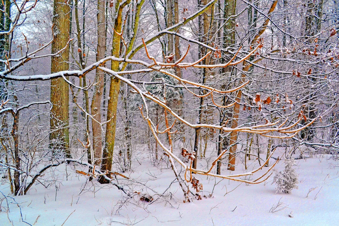 Yard Snow 22