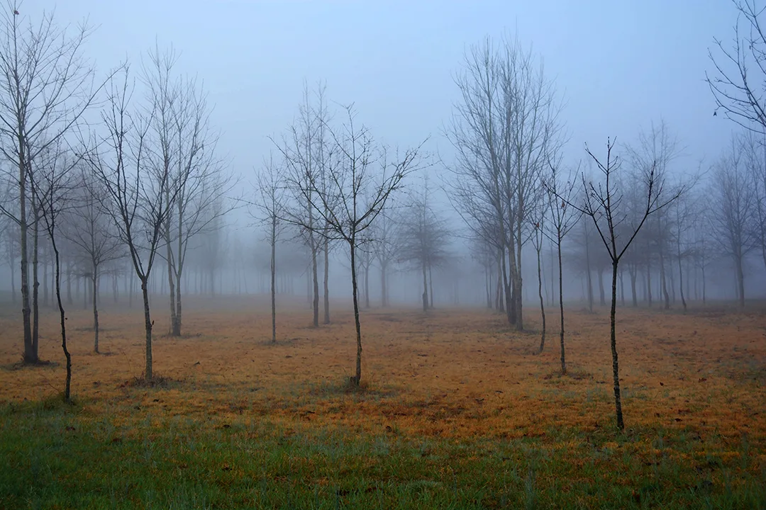 Sloan Rd Fog 2015