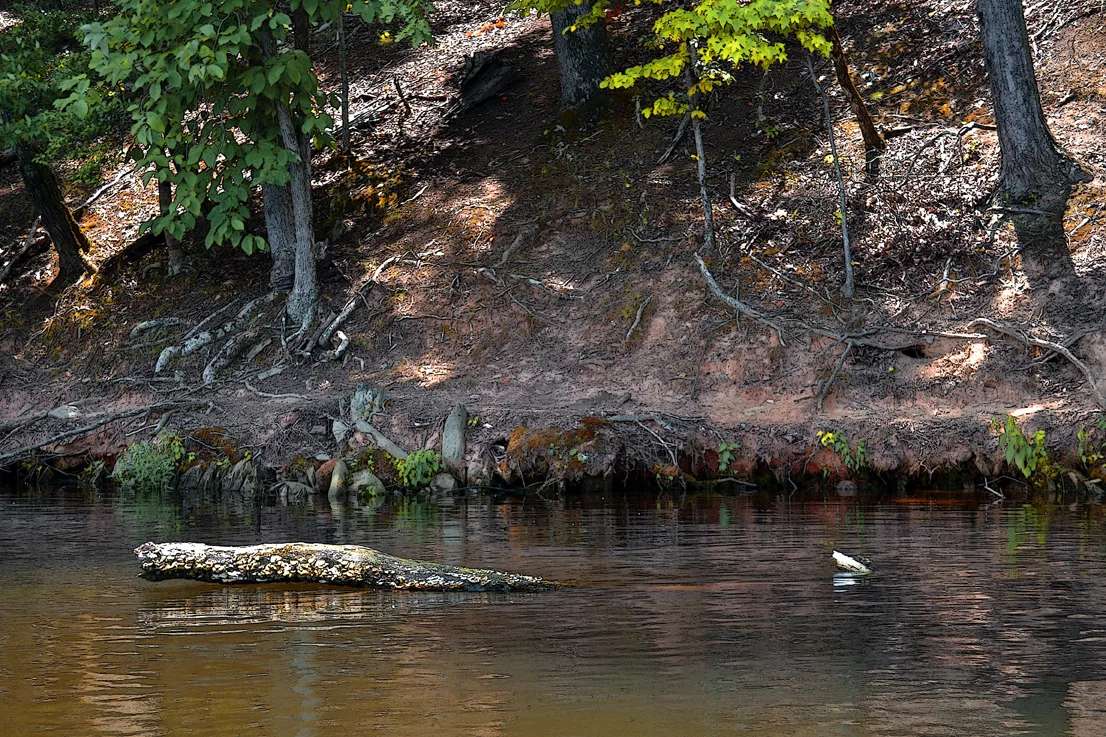 Yadkin-Peedee 36