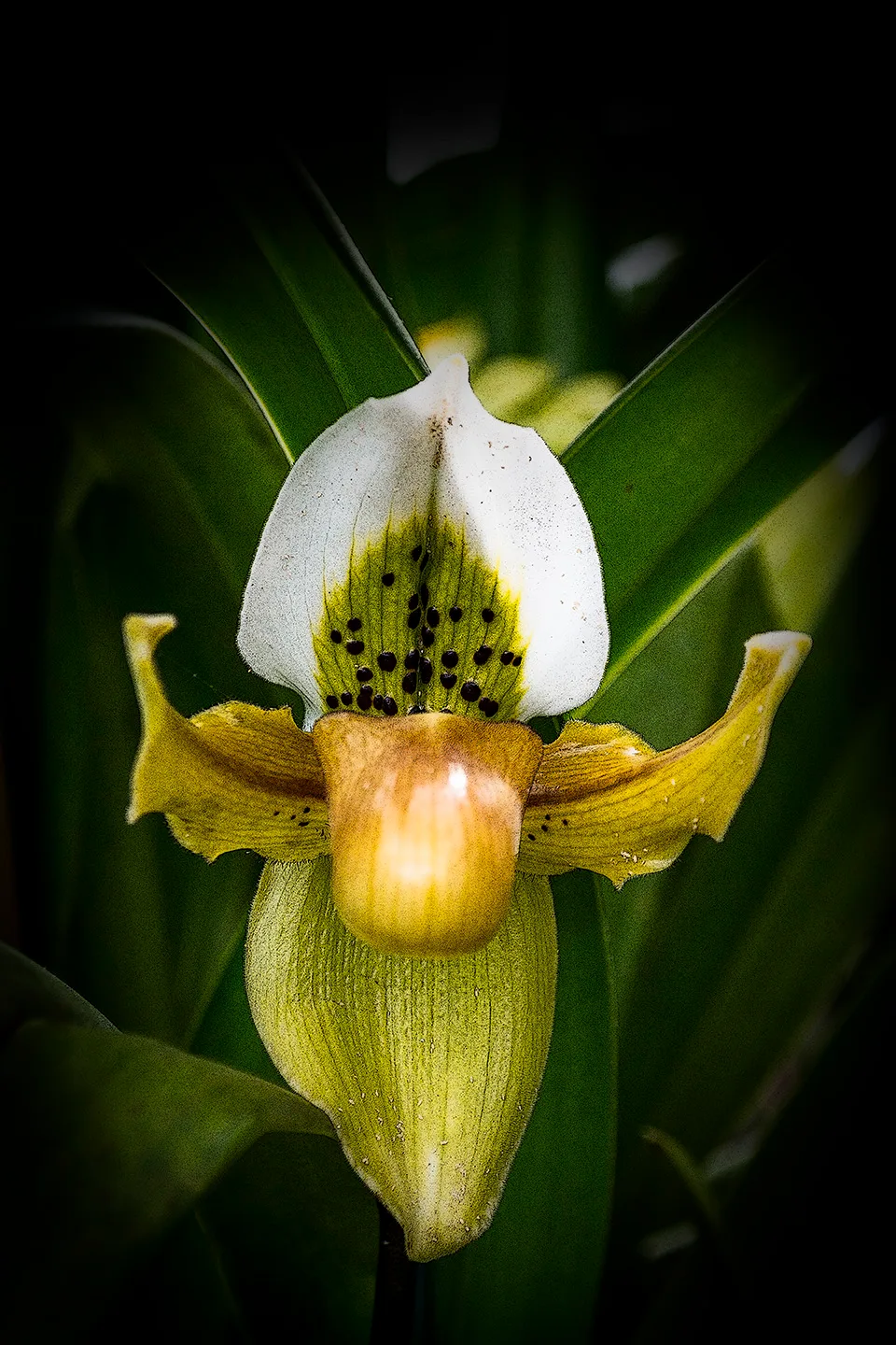 Orchid 1
