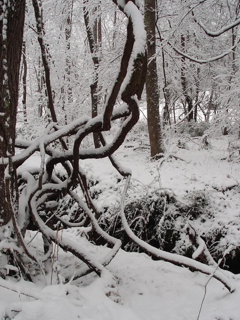 Snowy poison ivy