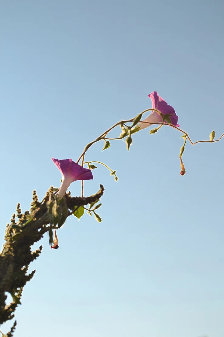 morning Glory