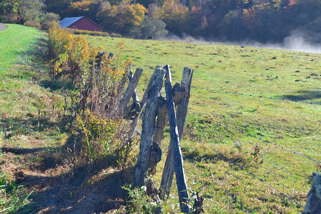 Barbed Fence