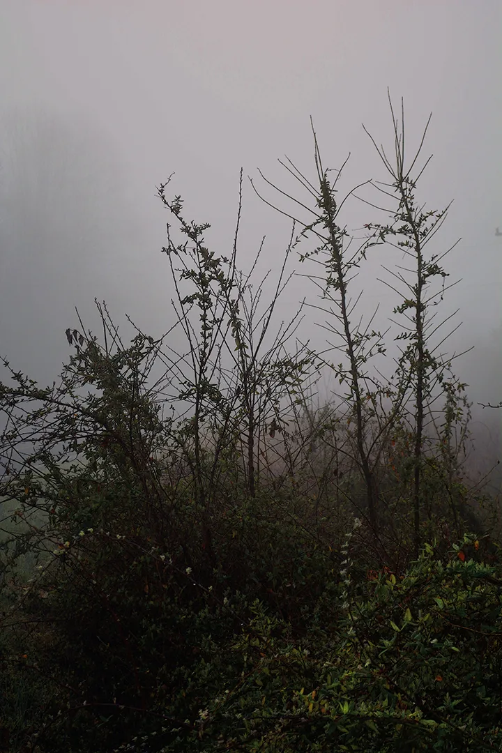 Weeds 2015