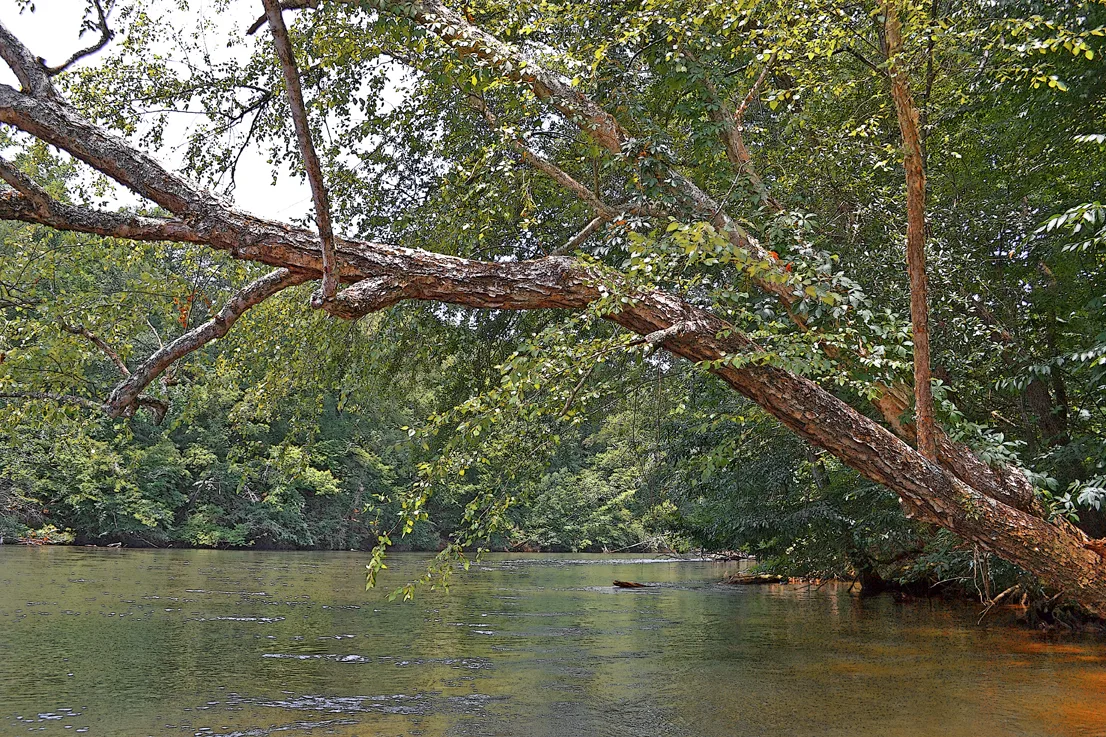 Yadkin-Peedee 18