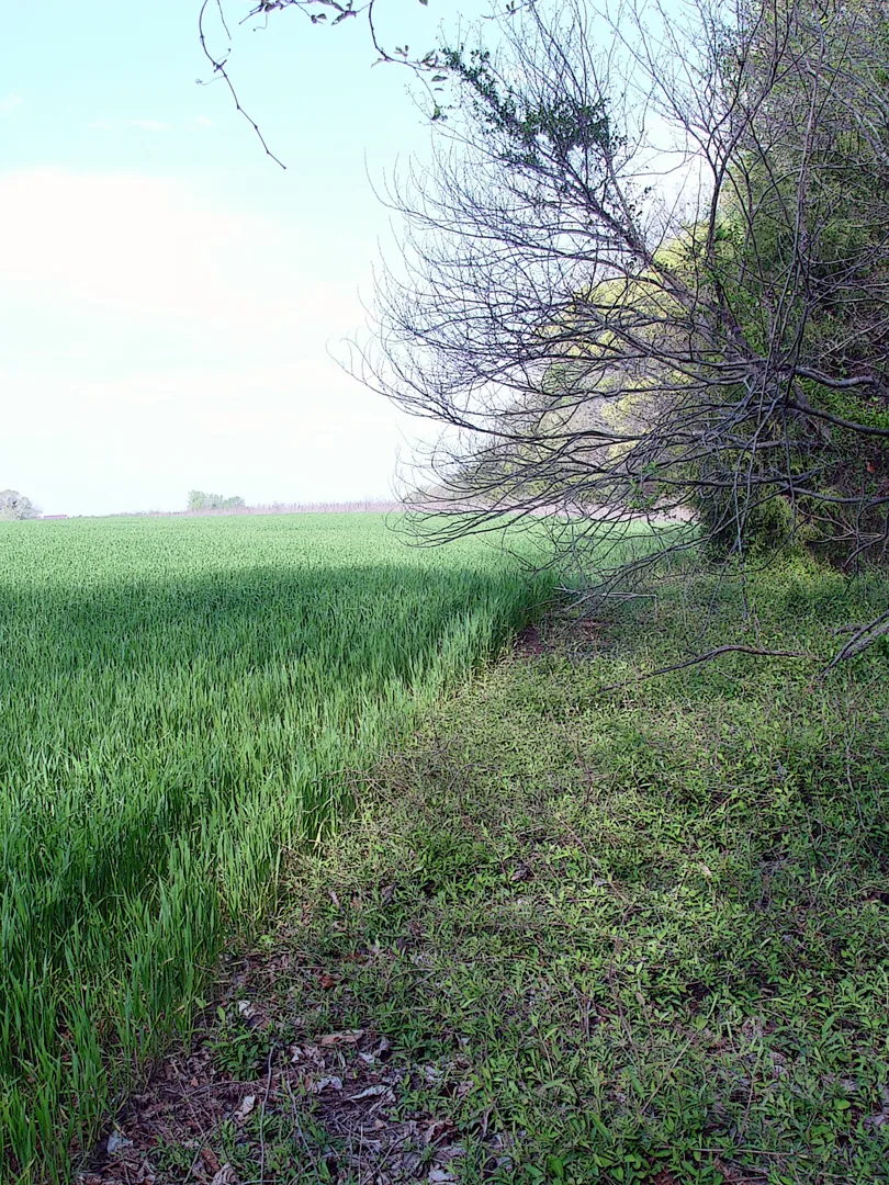 Edge Of Field