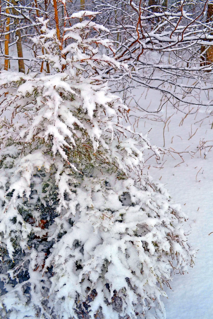 Yard Snow 26
