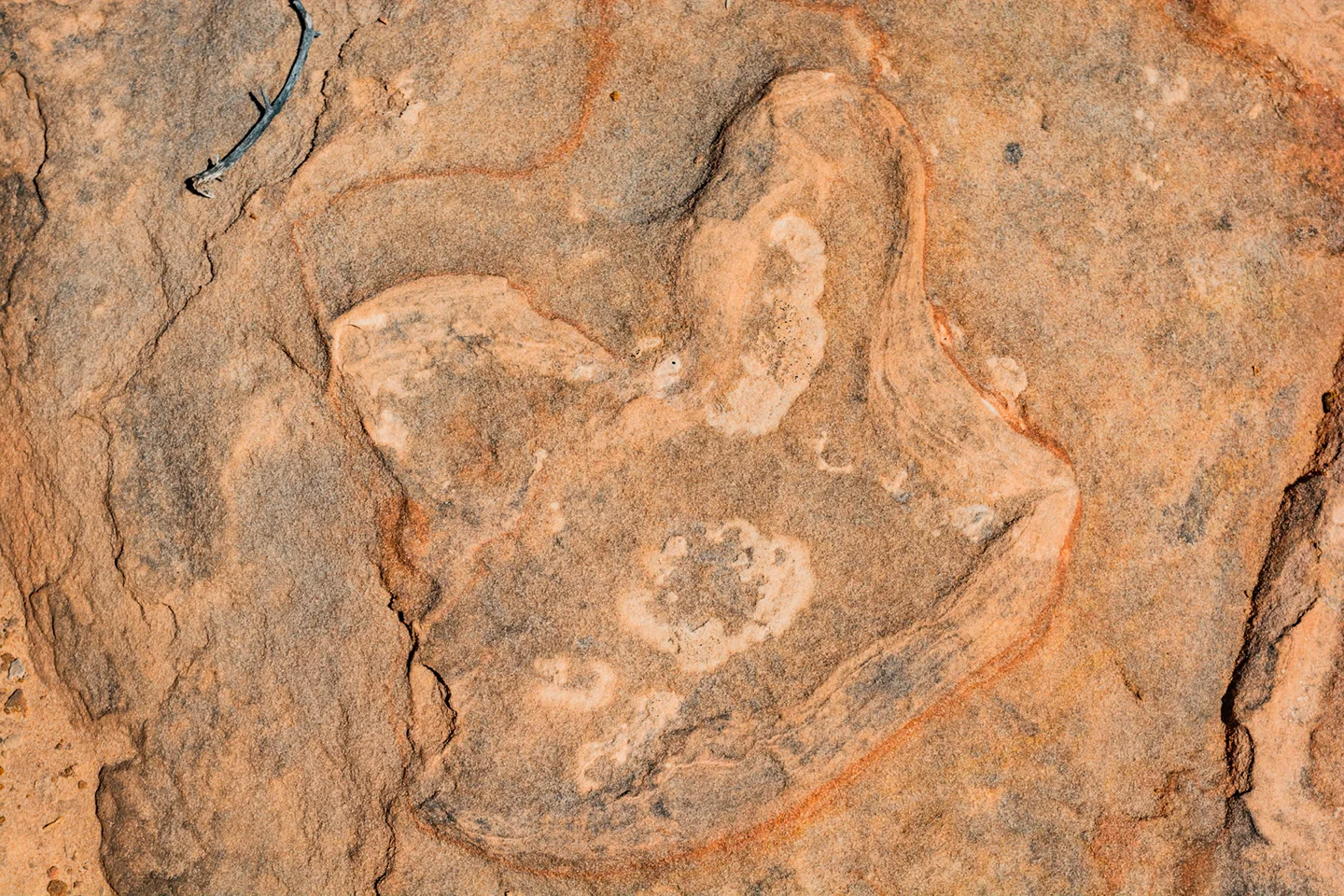 Dinosaurtrack 4