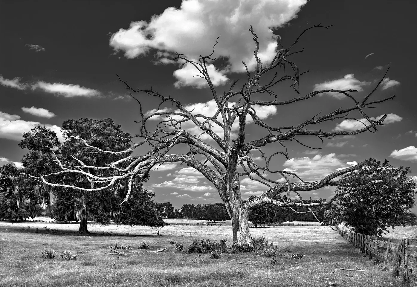 Ocala 1 B&W