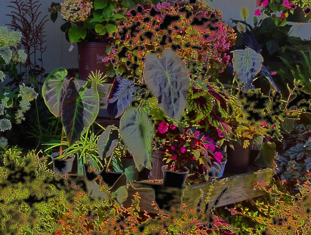 Plants
