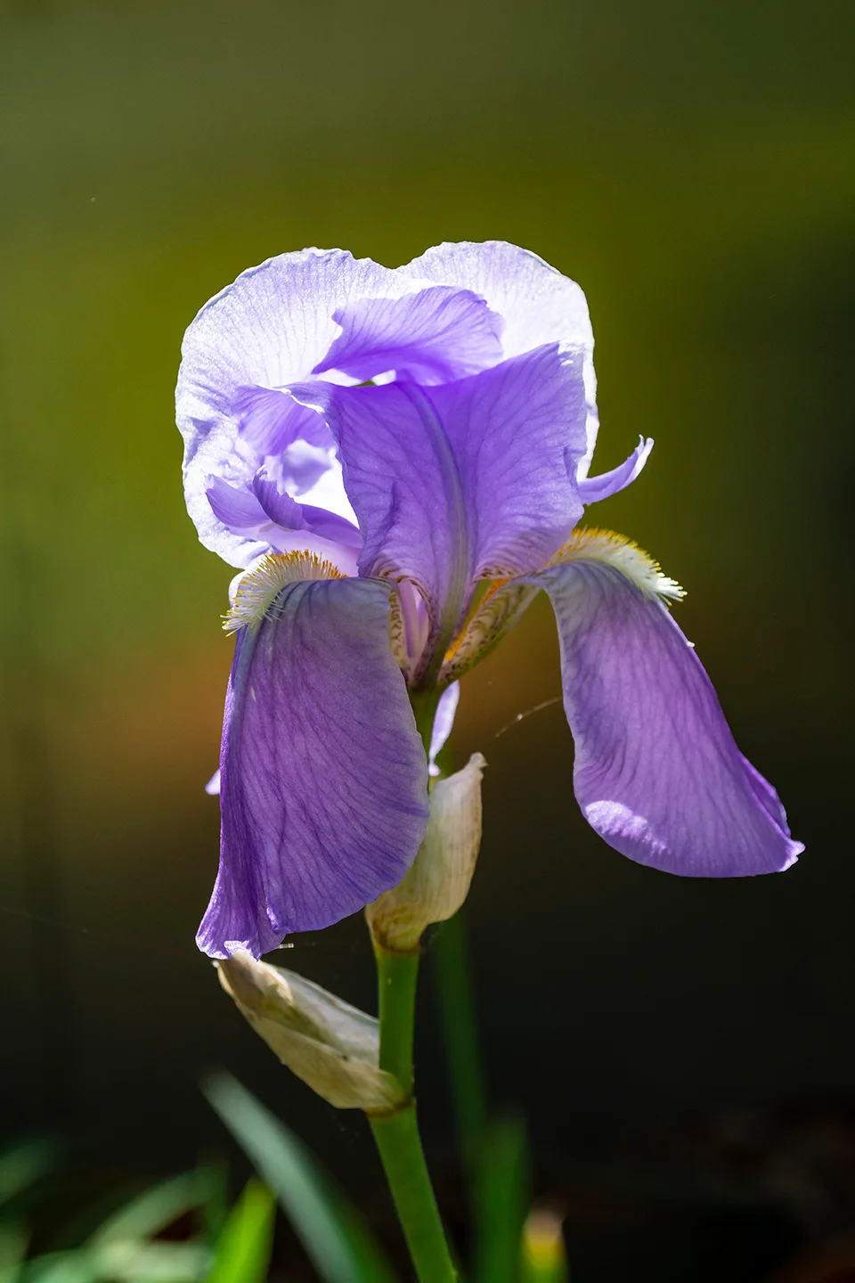 Irispurple 2