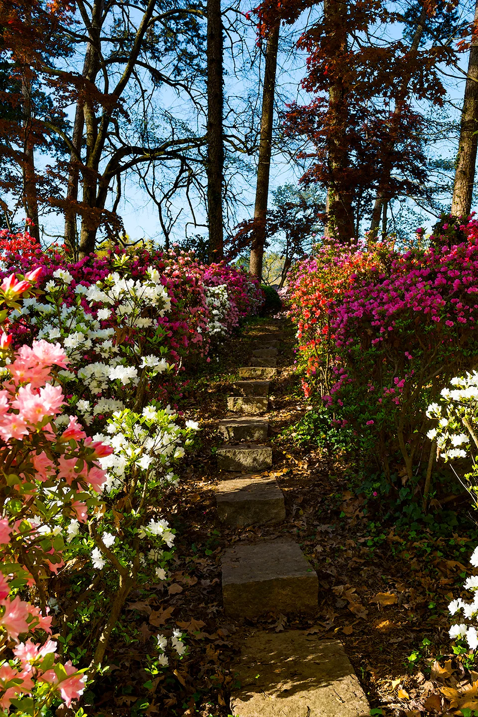 Azaleas 3
