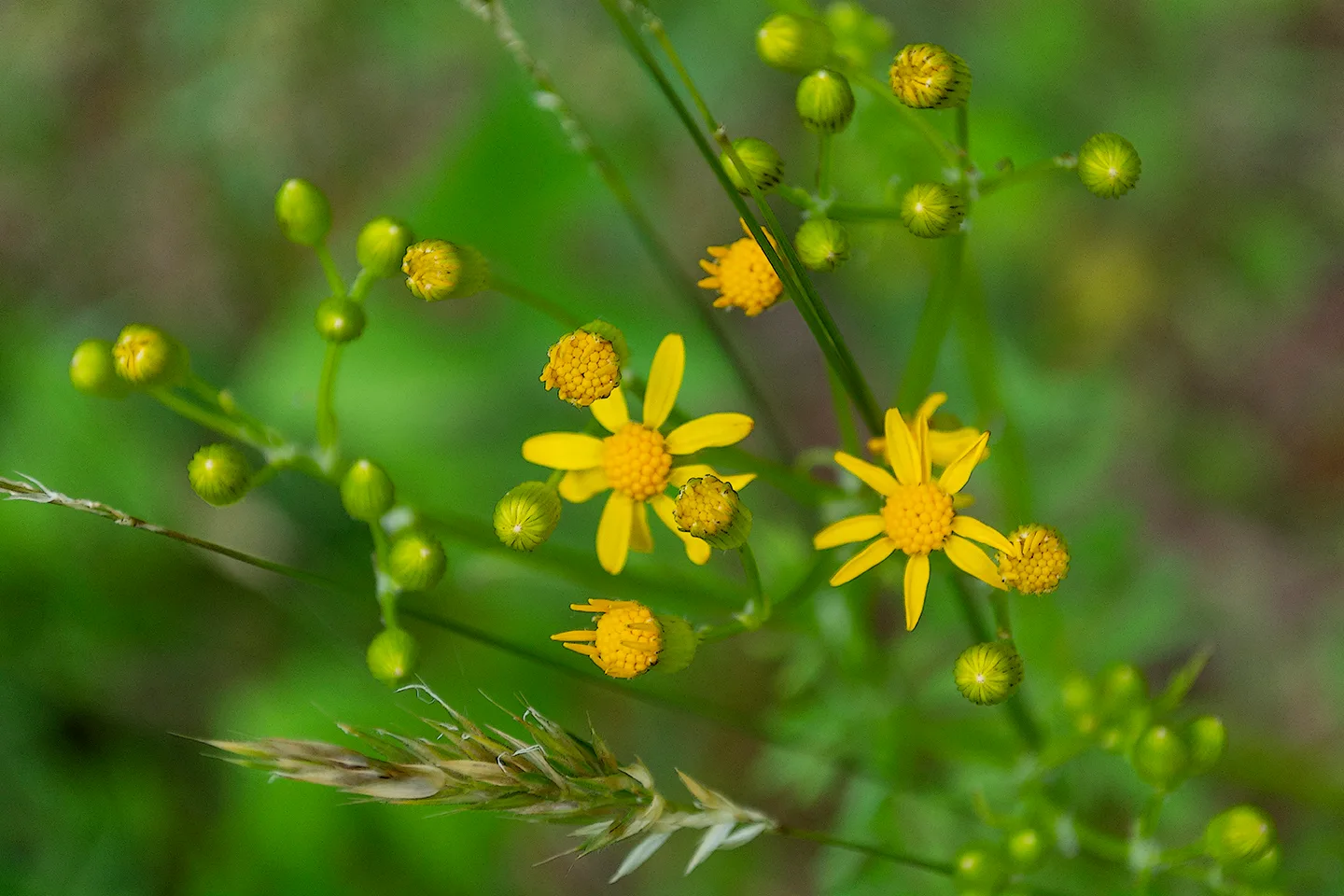 Yellowdaisy 1