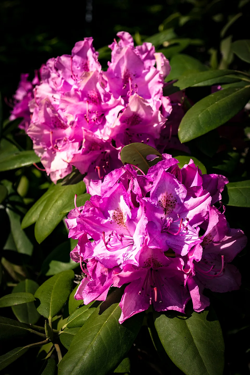 Rhodedengren 1
