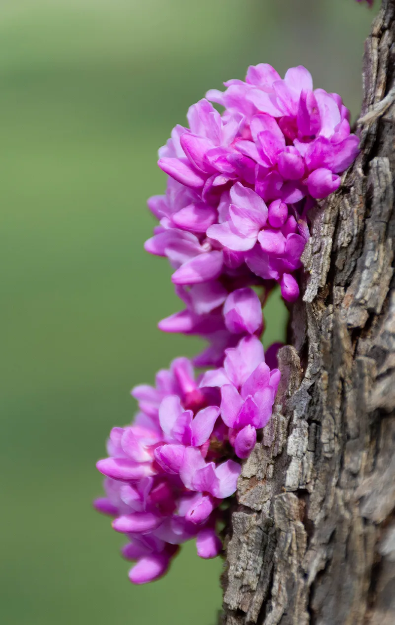 Redbud 2