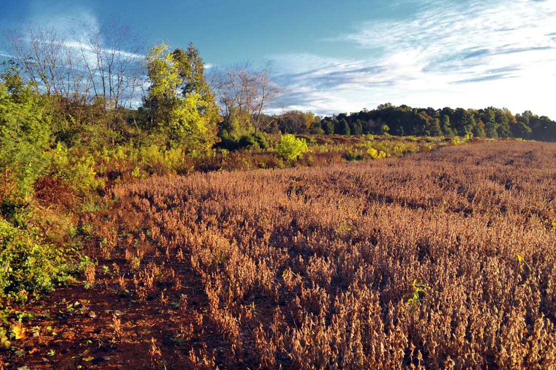 Field 3