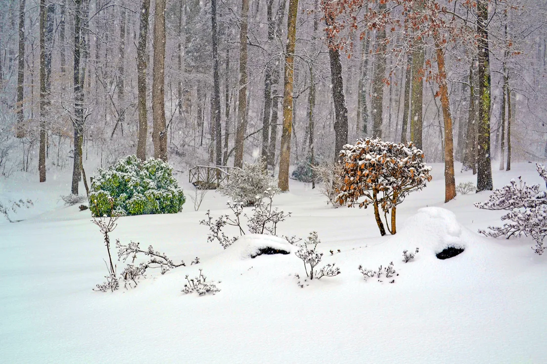 Backyard 9