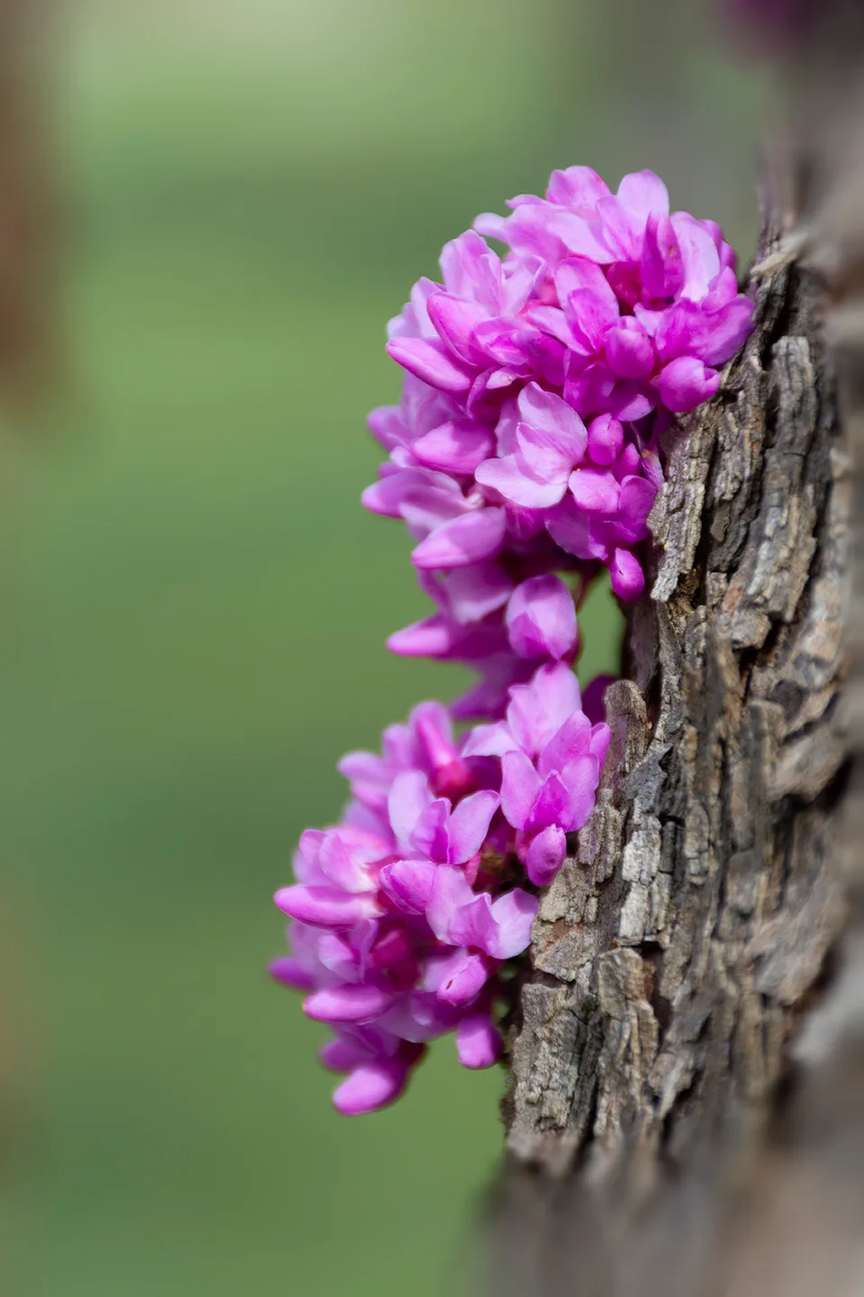 Redbud 1