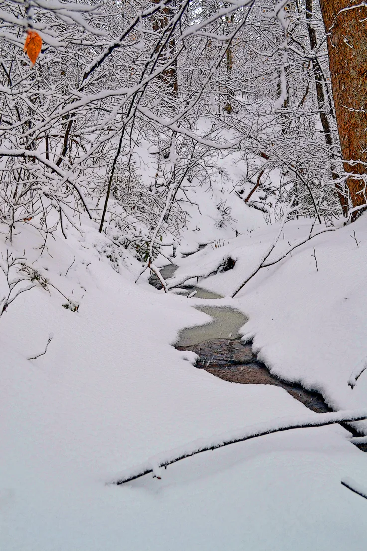 Creek Branch 7