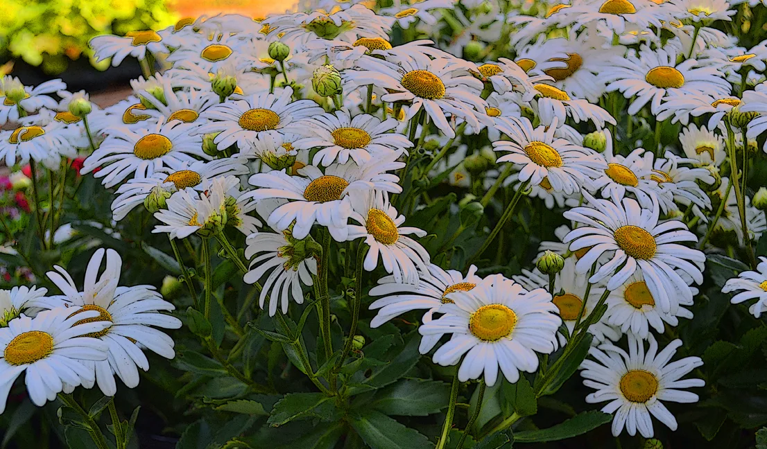 Daisy Sunset