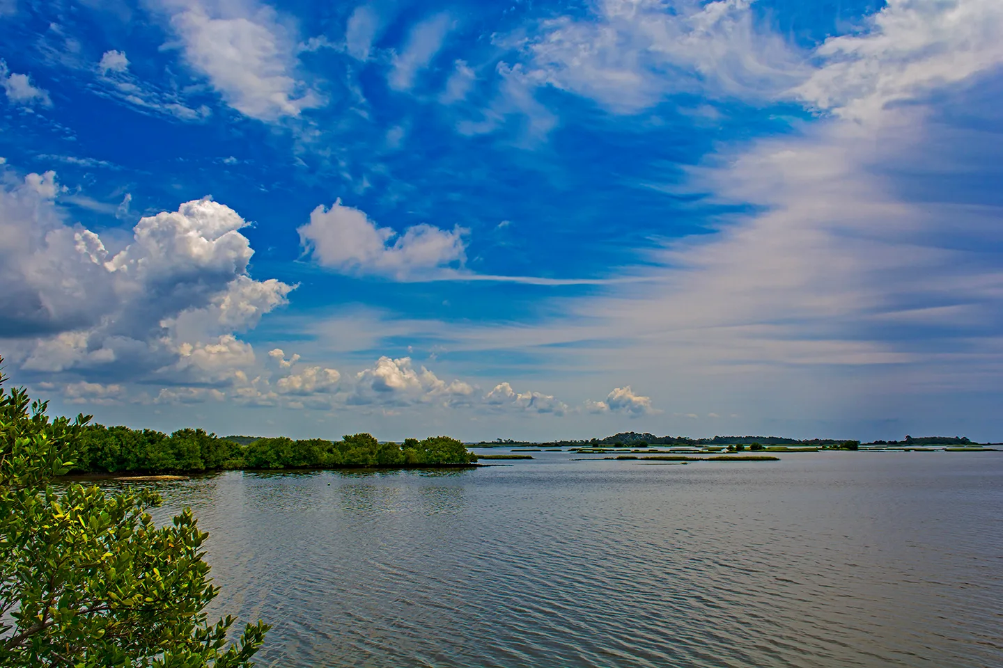 Cedarkey 1