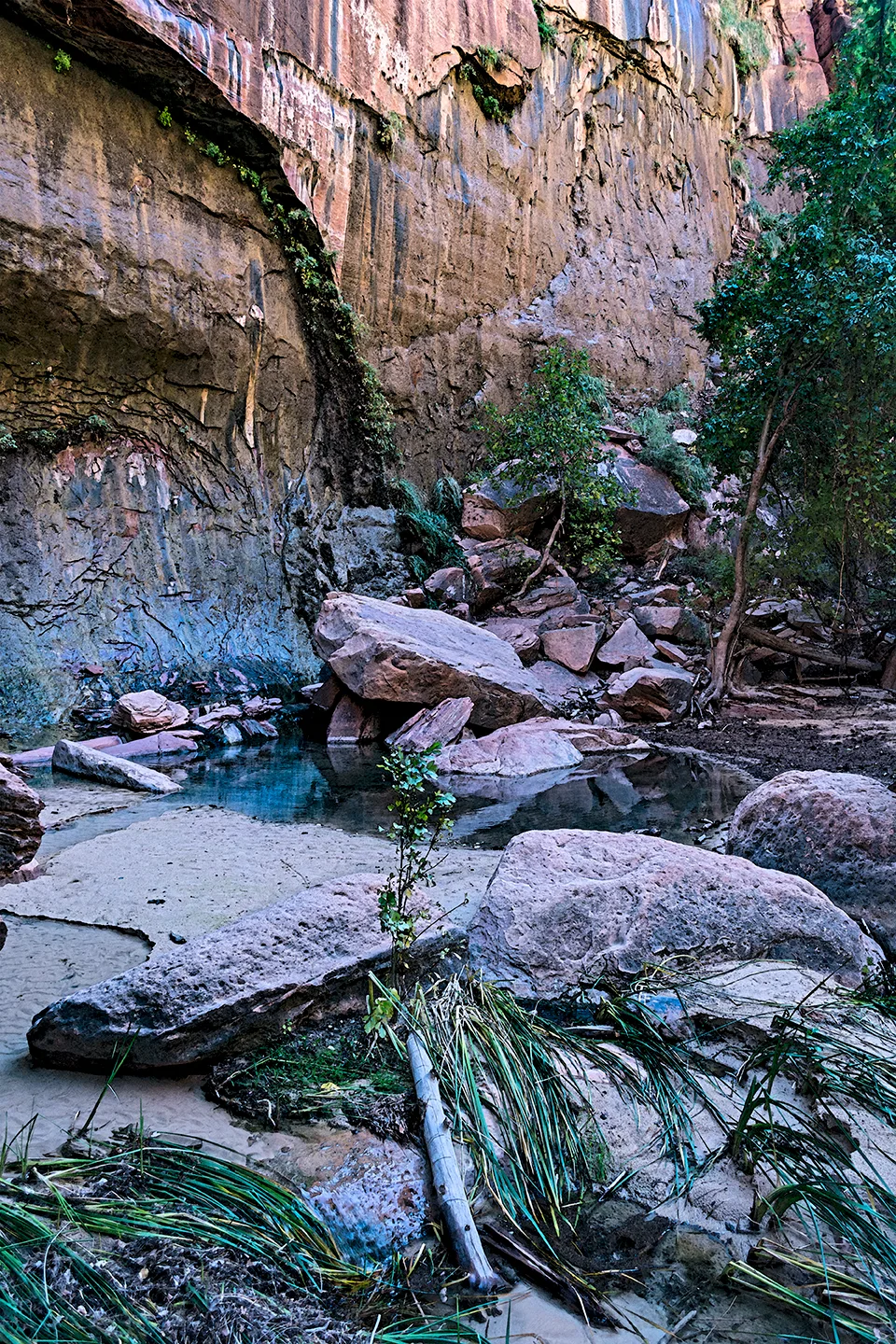 Zion 43