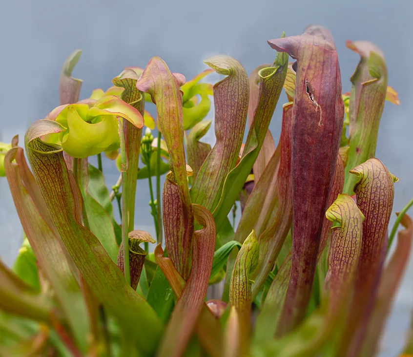 Venusflytrap 1