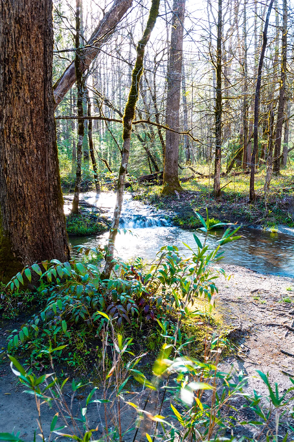 Cadescove 9